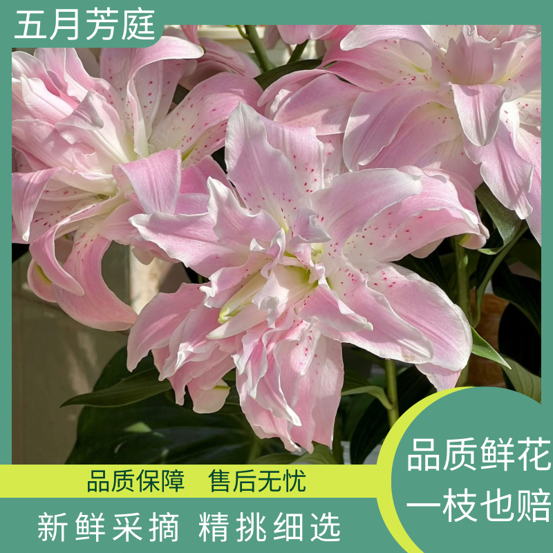 多头【莲花雅致】【百合】#基地直发#鲜花#直播鲜花#居家瓶插