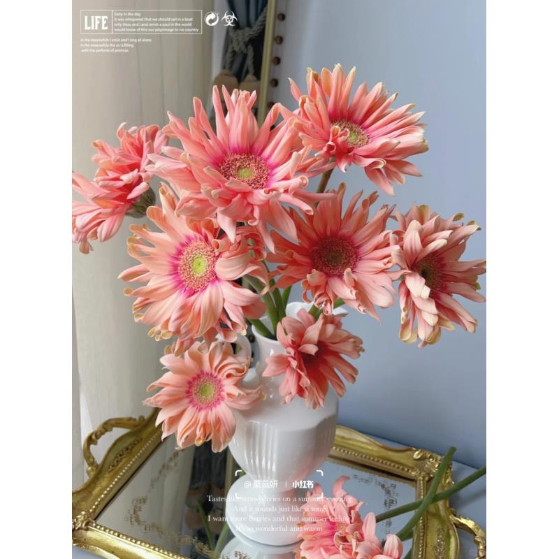 优选亚丁非洲菊小雏菊鲜切花小川优花大丽花鲜花多头花束家用