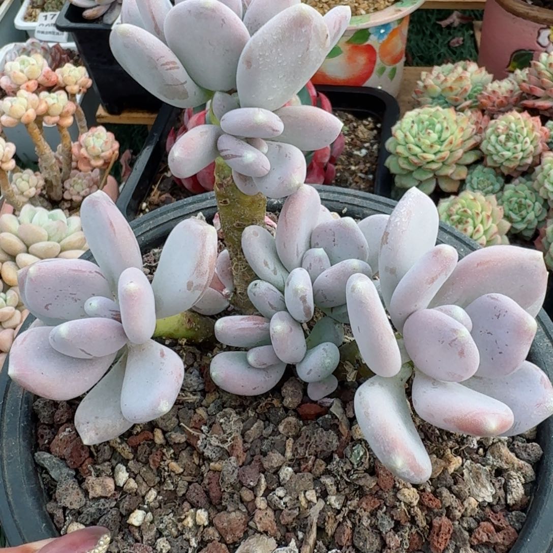 1764一物一拍（满28包邮）