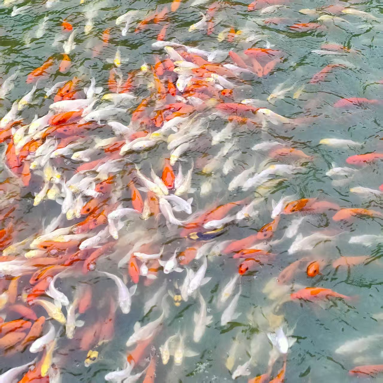 福袋