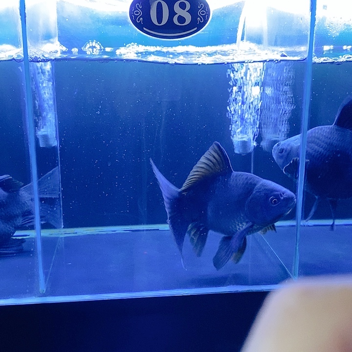 鑫***愿海水鱼墨蝶蝴蝶一条