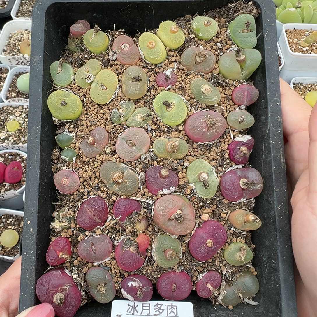 362毛汉尼带盆土发货