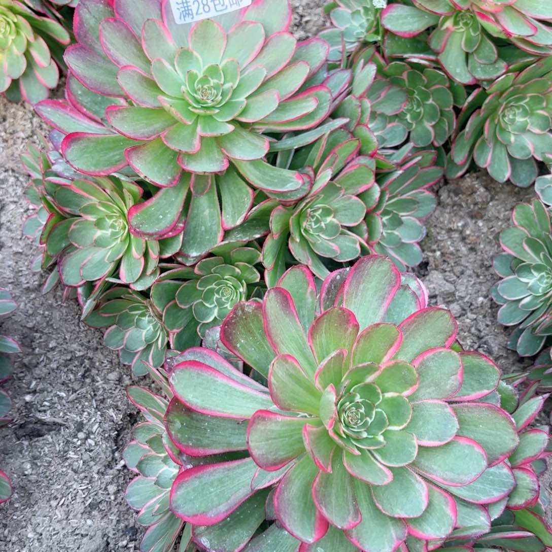 K. 7645粉花妖多肉