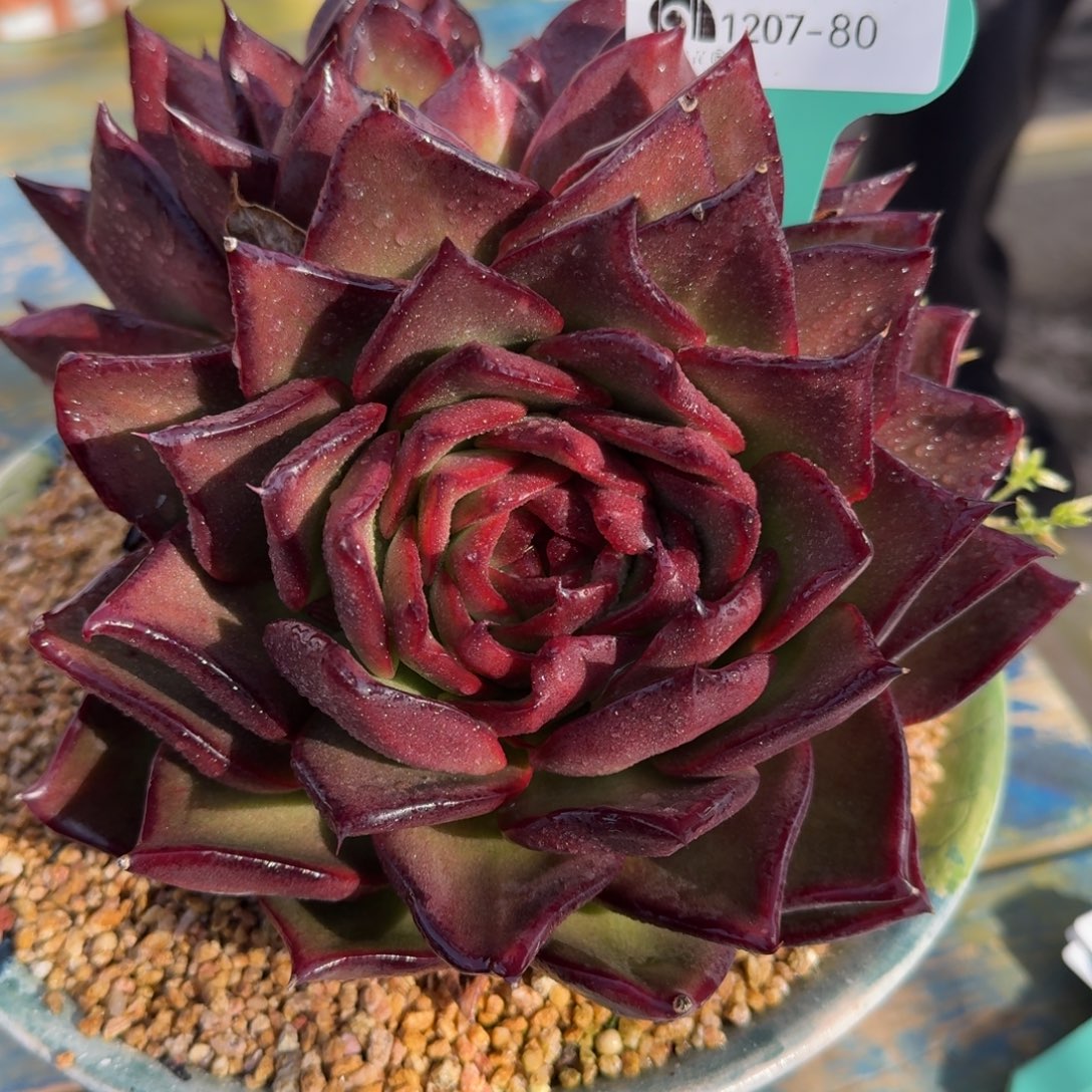 从前慢花园多肉编号1207.80