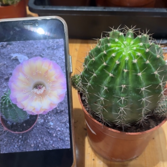 露露黄紫色拉丝6-7公分左右