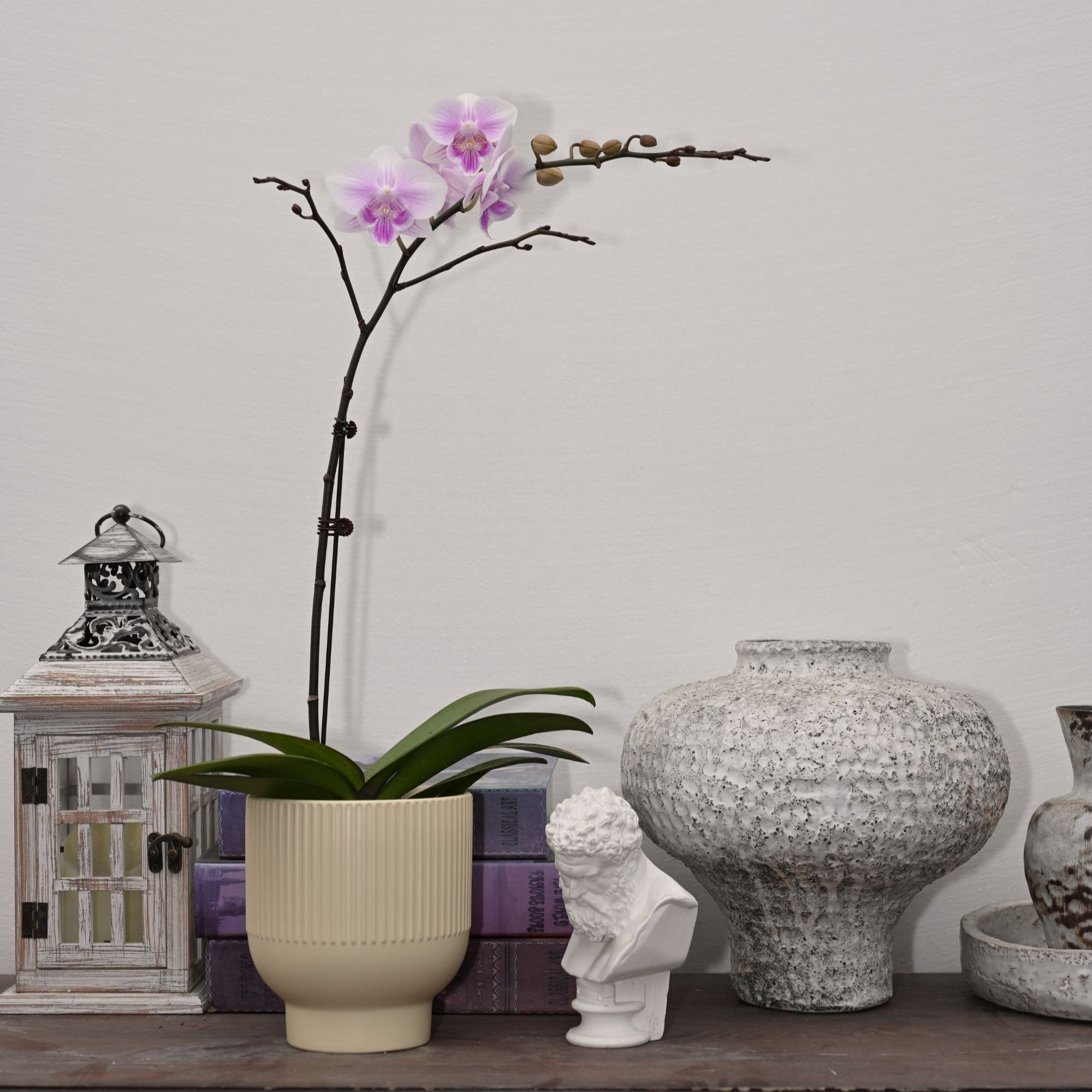 TOP FLOWER/上花 白海豚 长舌粉色 放射状纹理小花型【新品】