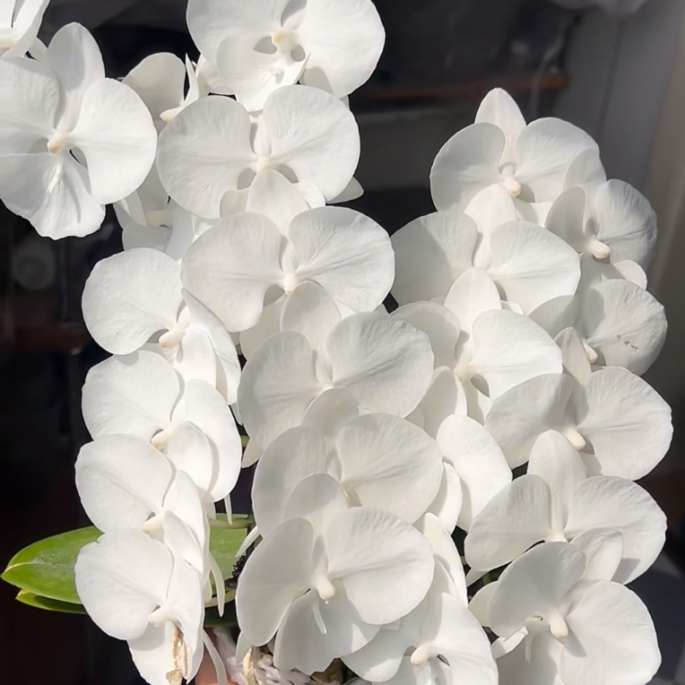 白天鹅高芽3.0寸杯成熟苗发货