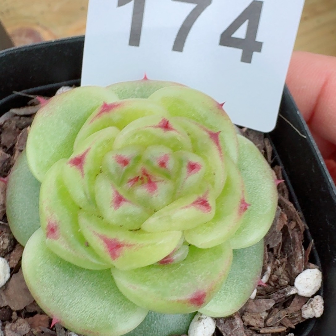 宝拉         精品多肉