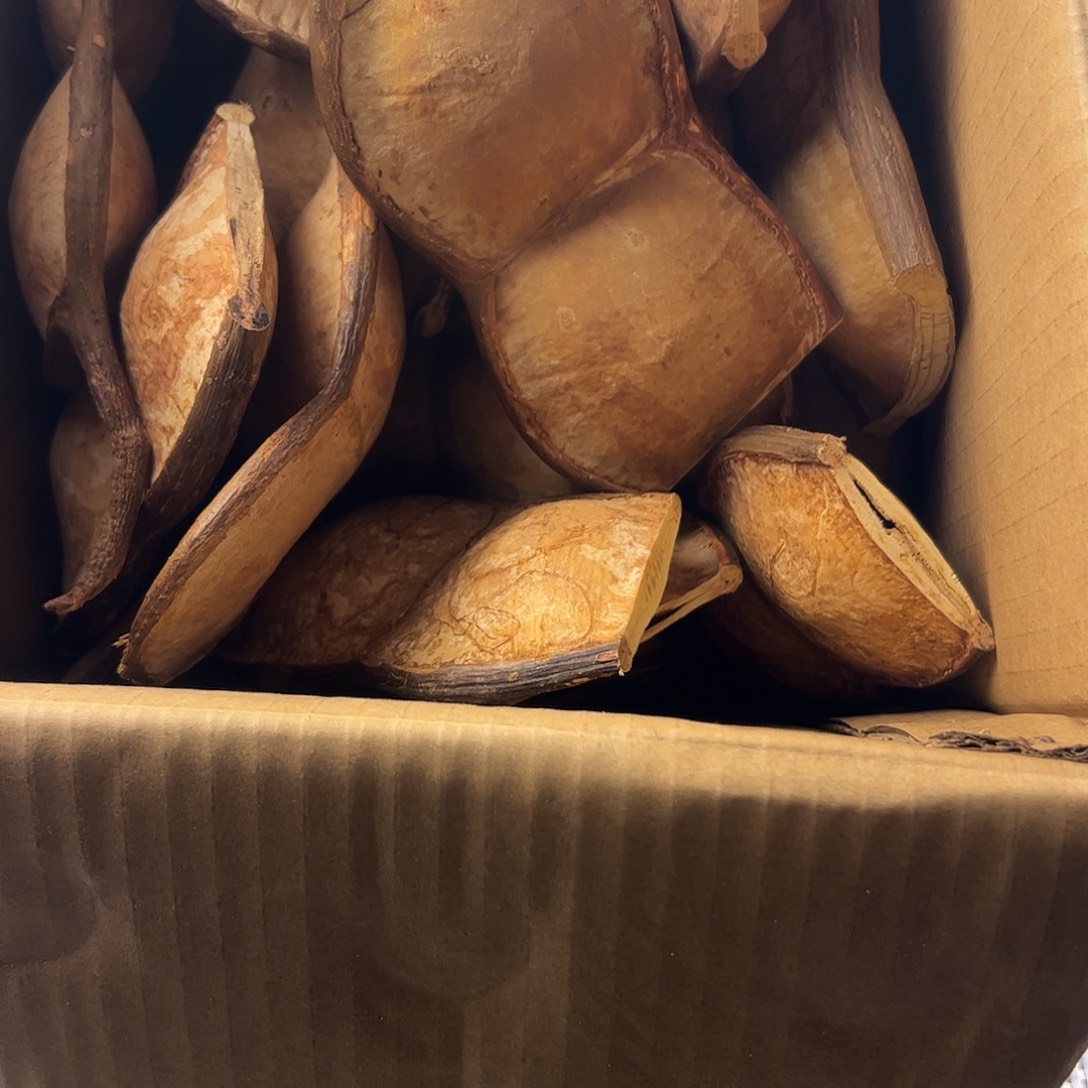 E***l过江龙腾豆平安豆