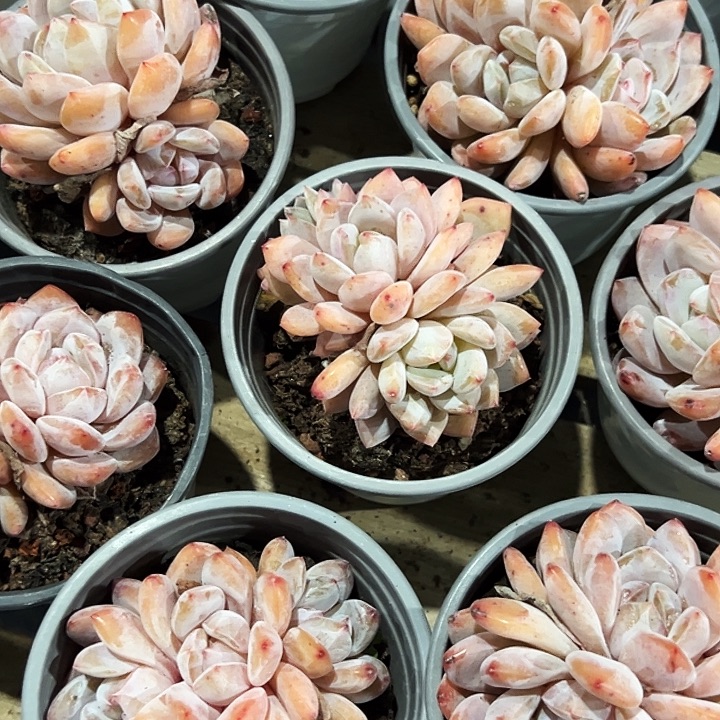 翔***子22   盆         多头雪天使