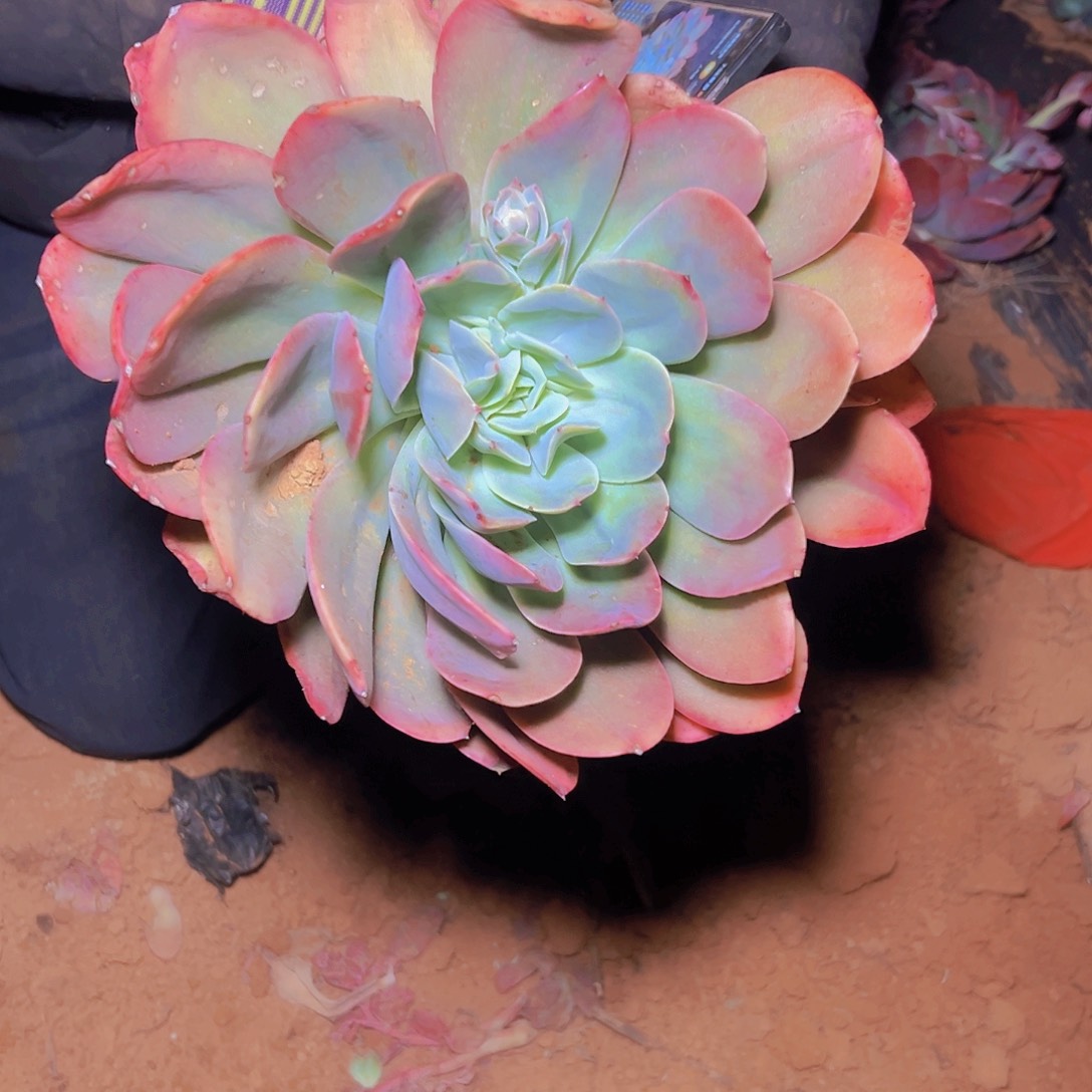 绮罗多肉福利一颗