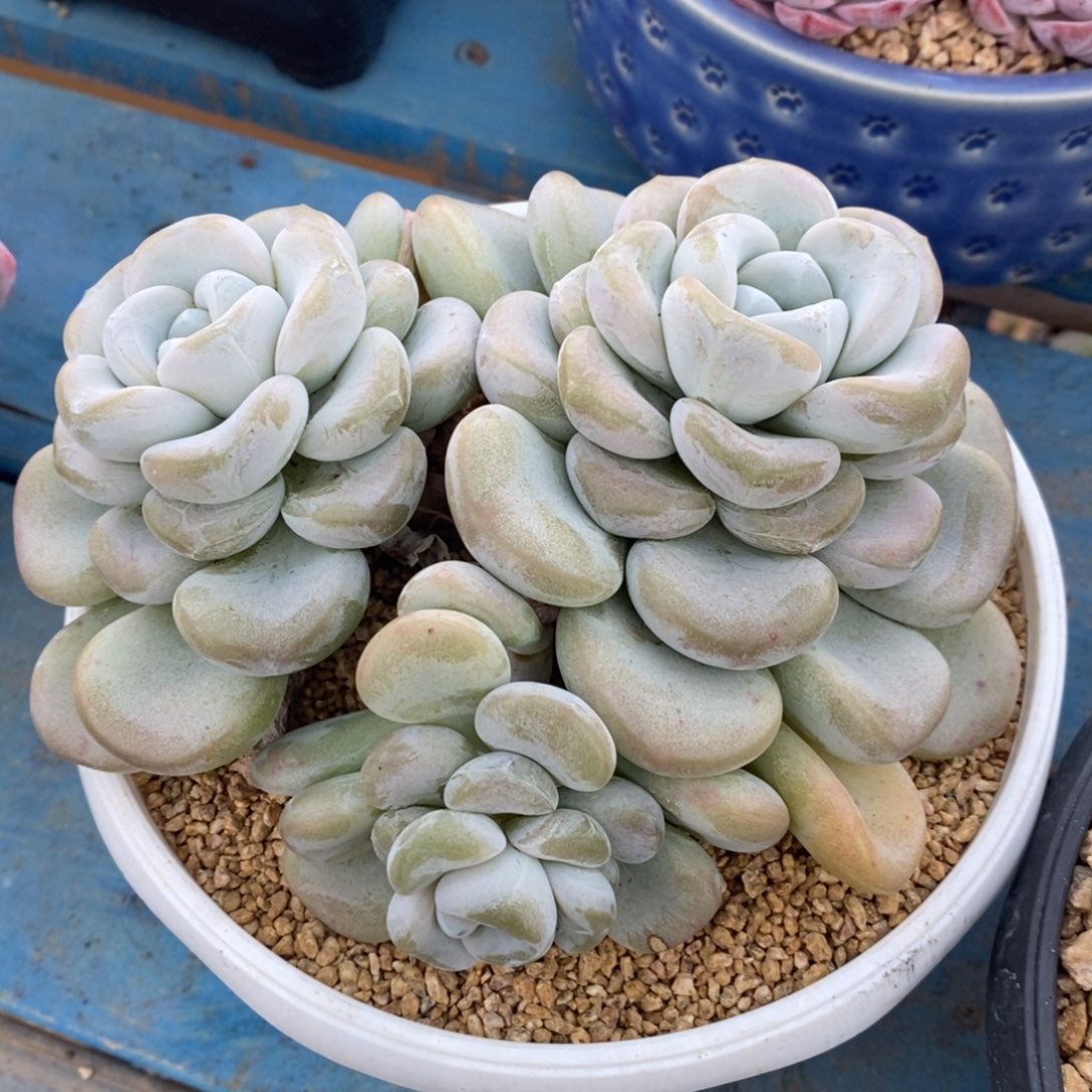 多肉植物一物一拍