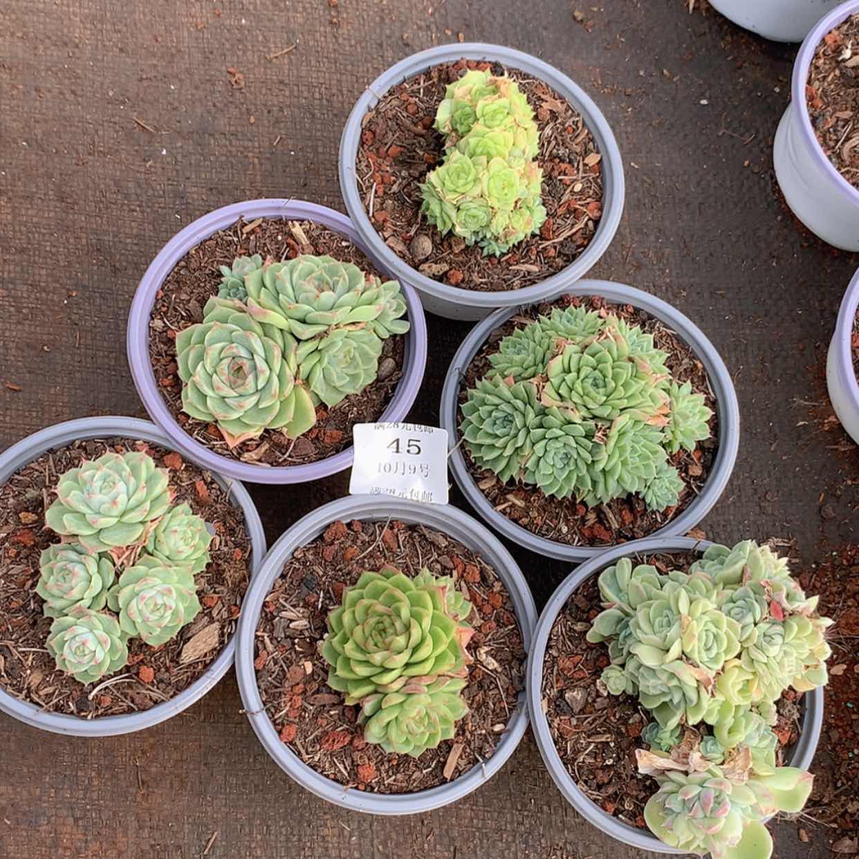 【闪购商品】云45号六颗