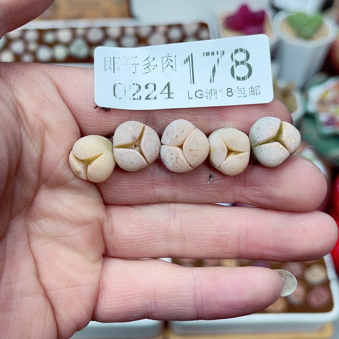 郎哥多肉生石花24-179