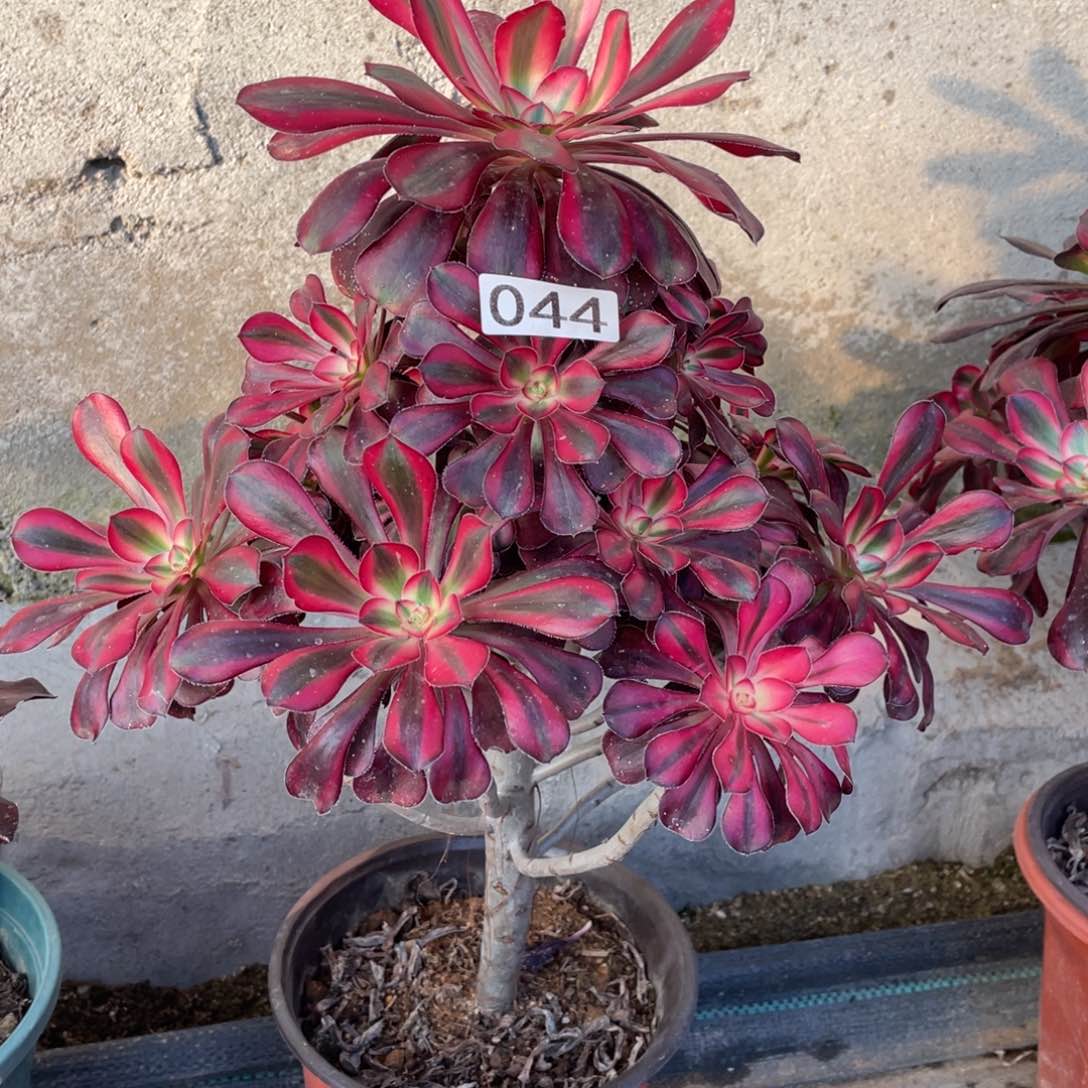 香奈儿多肉植物老桩