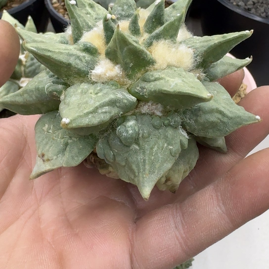 自根怒涛牡丹仙人球