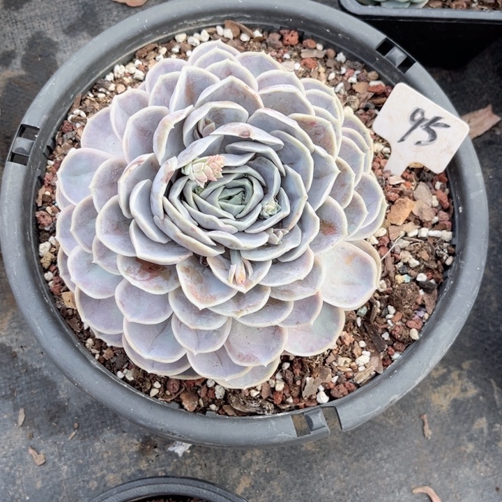 多肉植物9.9包邮