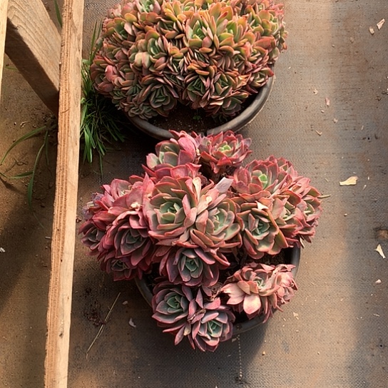 芸*宝美肉特价活动开始啦