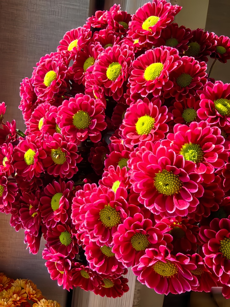 【吉祥小菊】多头鲜花小菊云南昆明基地直发精品鲜家庭水养插花