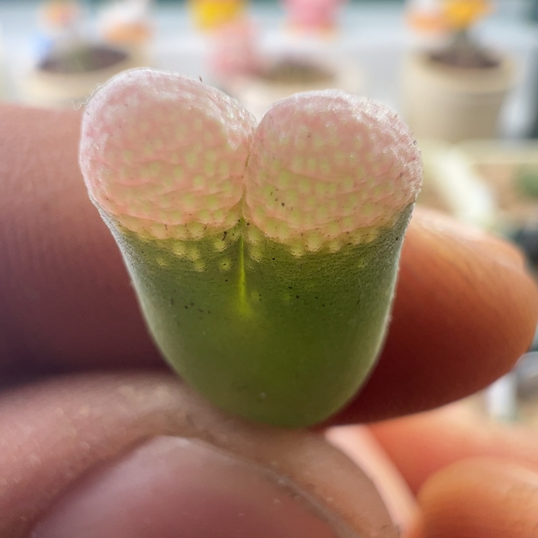 433编号丢失风铃一颗