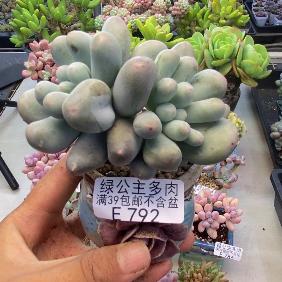 792米可奶多肉6c m