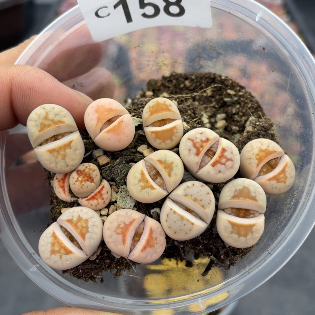 红陶0000000000000158