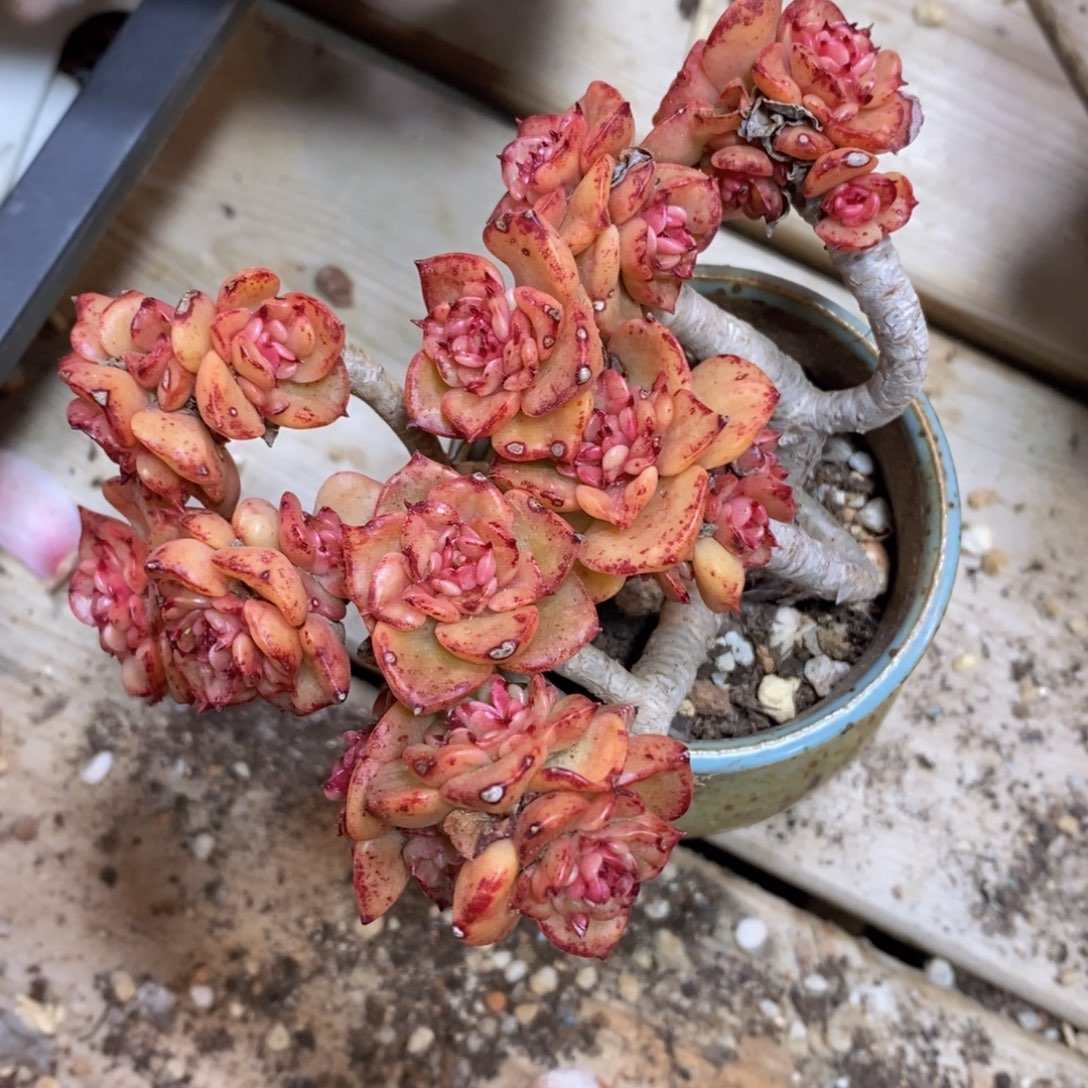 可问主播品种，下滑链接更多品种多肉选择