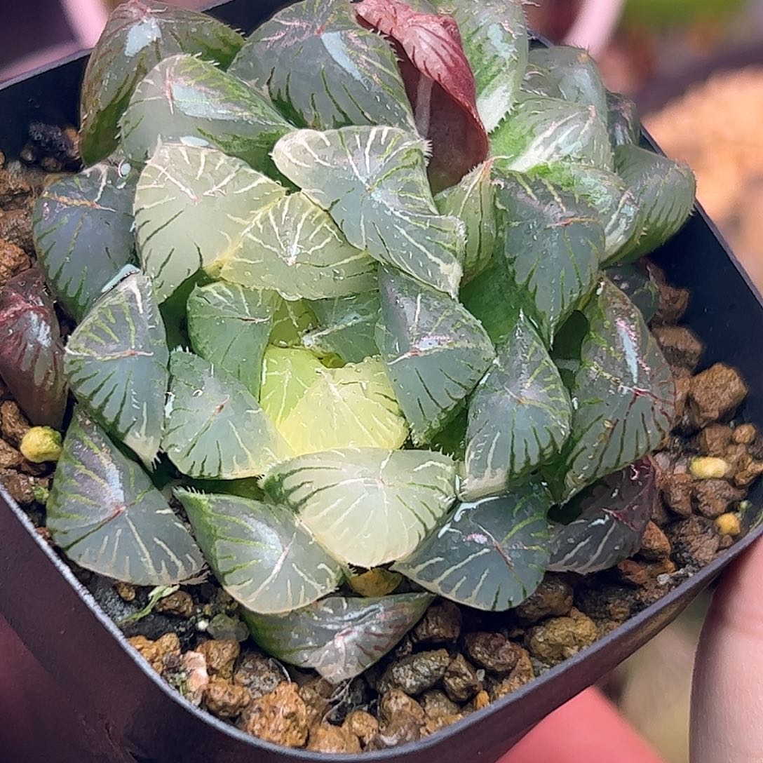 万***意碧玺锦十二卷多肉