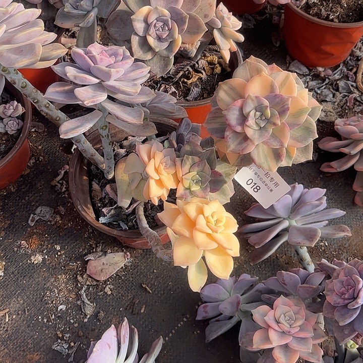 瑞***月拉丝紫乐锦群，一物一拍