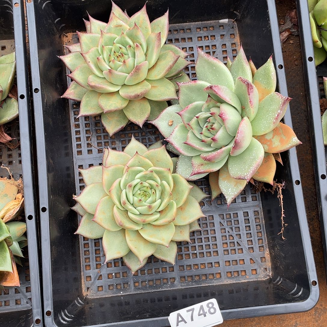 若如东云框拍A748