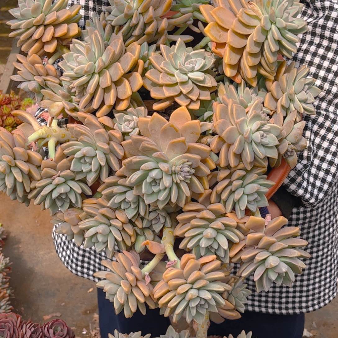 ❥****✿淡雪一物一拍发货