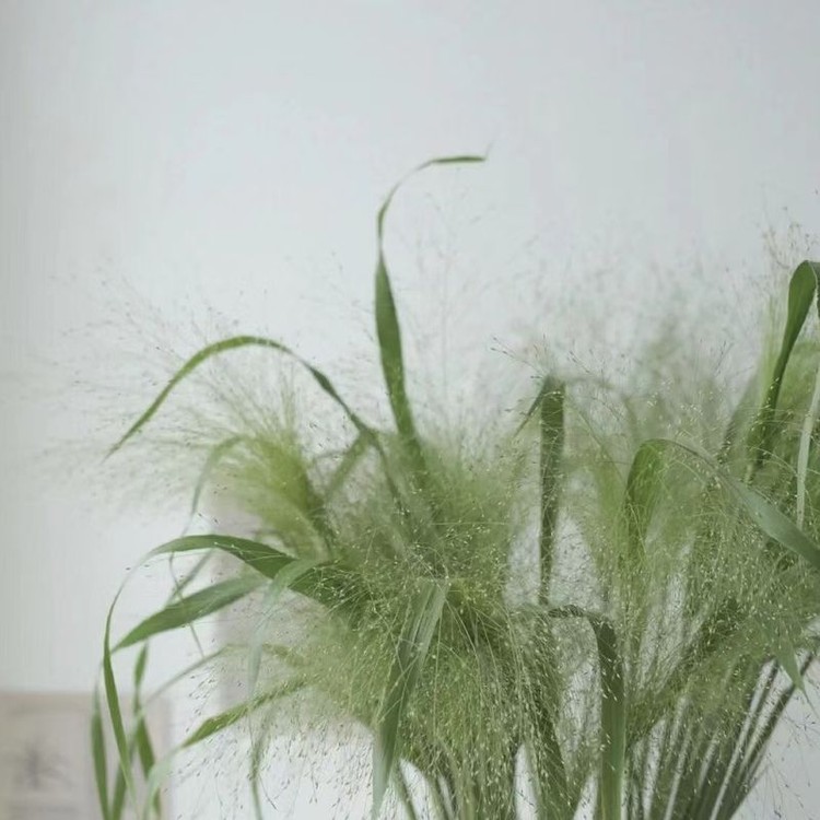 『喷泉草』1把10枝 高品质配草 全场1单包邮 2单顺丰