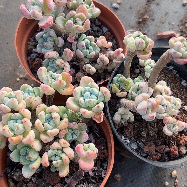 无花朵樱花罗琦3盆。     