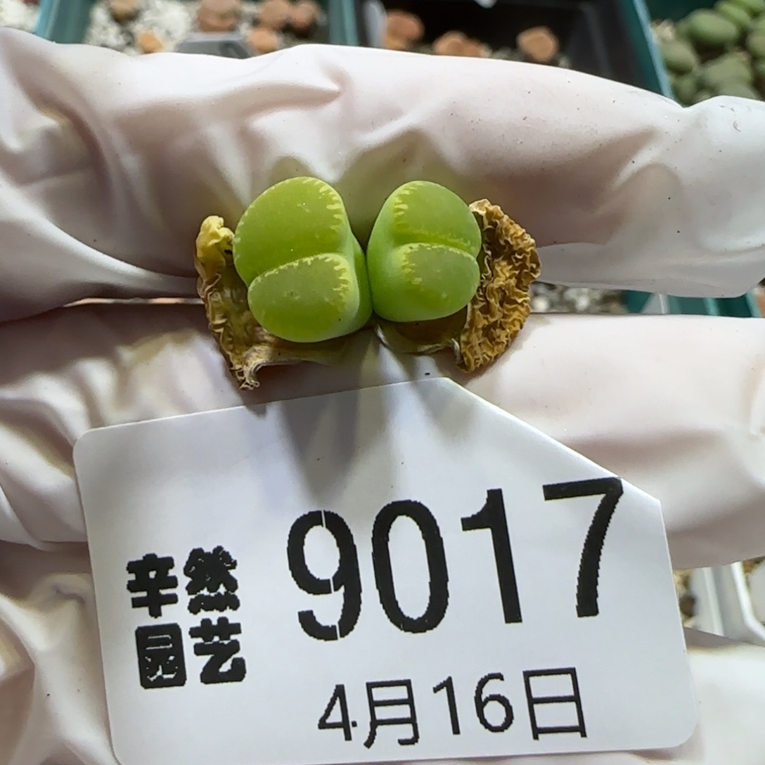 4.16，绿光阳双头一枚小可爱9017
