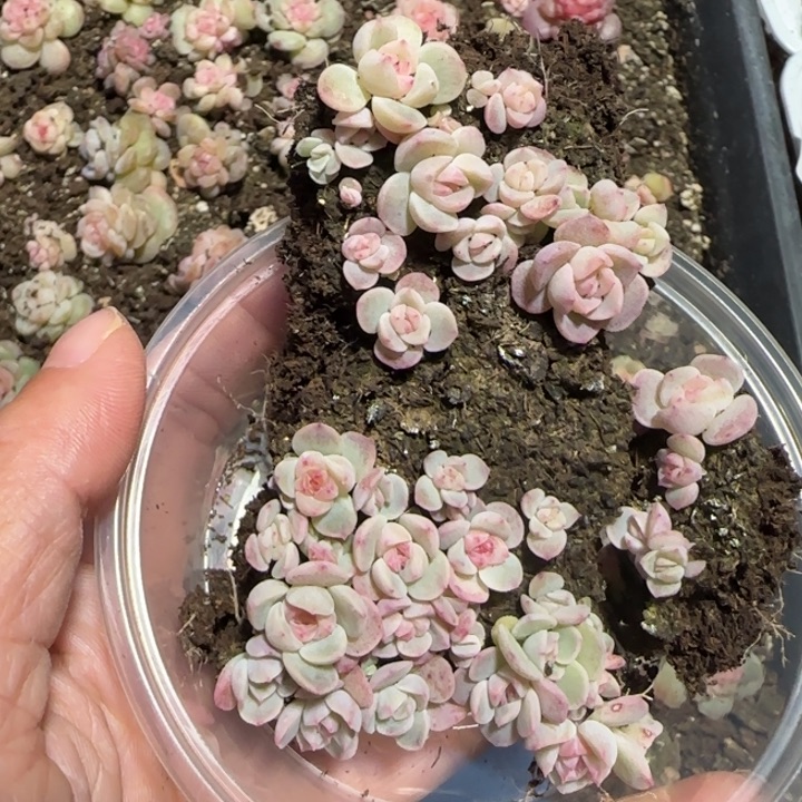 ^***^86号王者系列多肉一盒