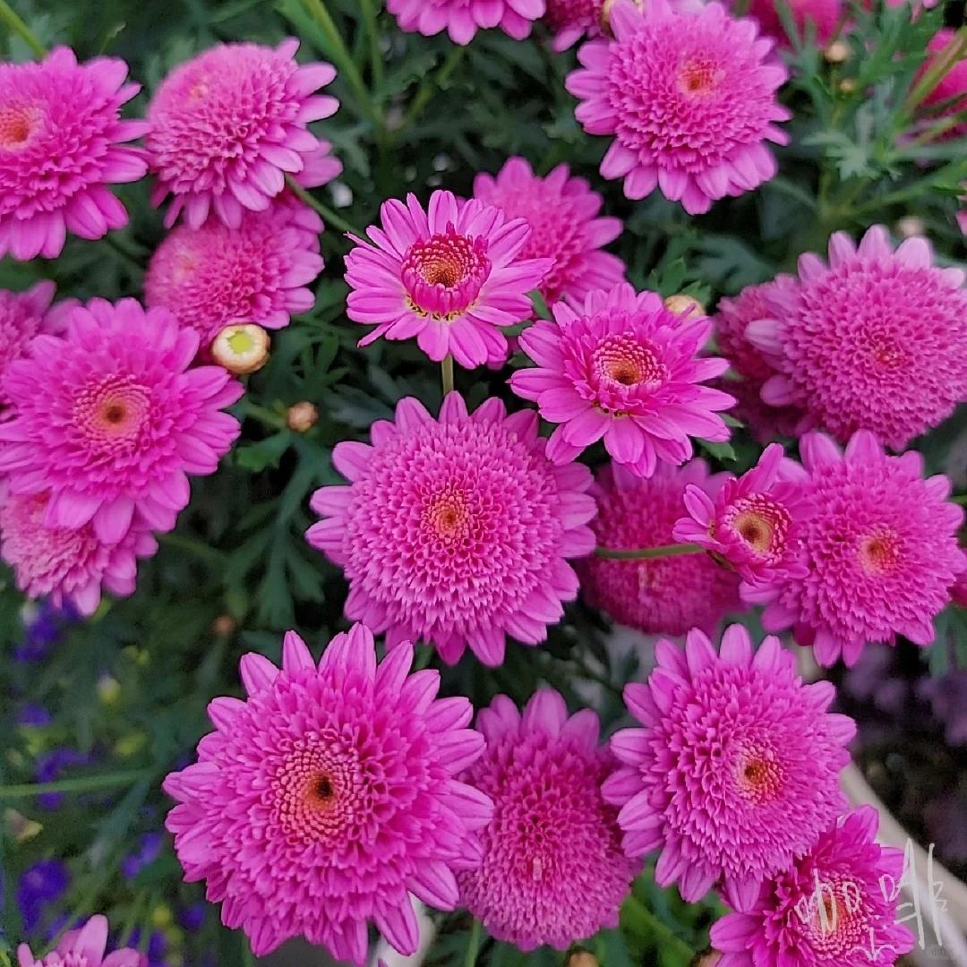 玛格丽特【重瓣玫红】2盆装  150盆 盆栽植物 勤花机器 易养护