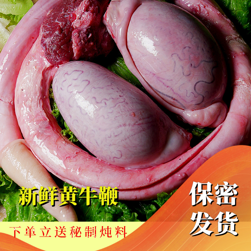 新鲜黄牛牛鞭一根
