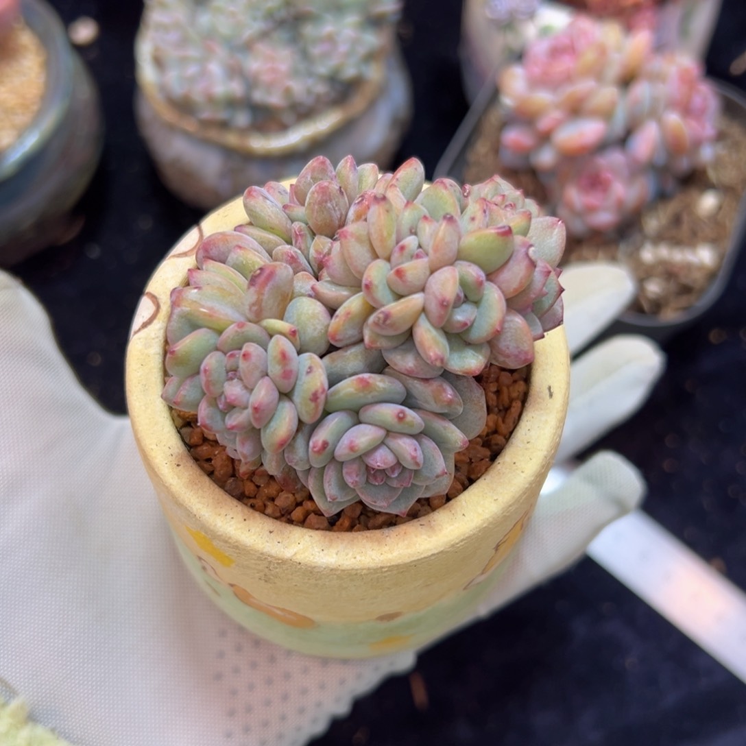 新年快乐 新年快乐