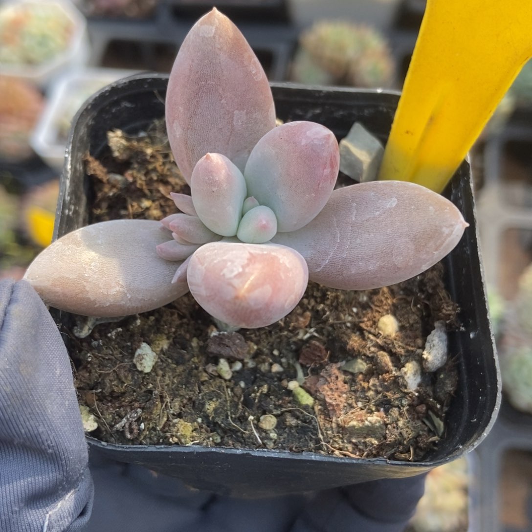 555胖体哥特多肉植物保护