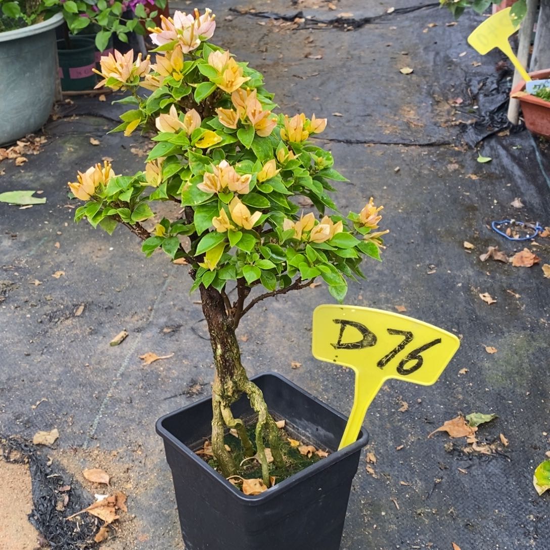 无花朵三角梅塔黄D76