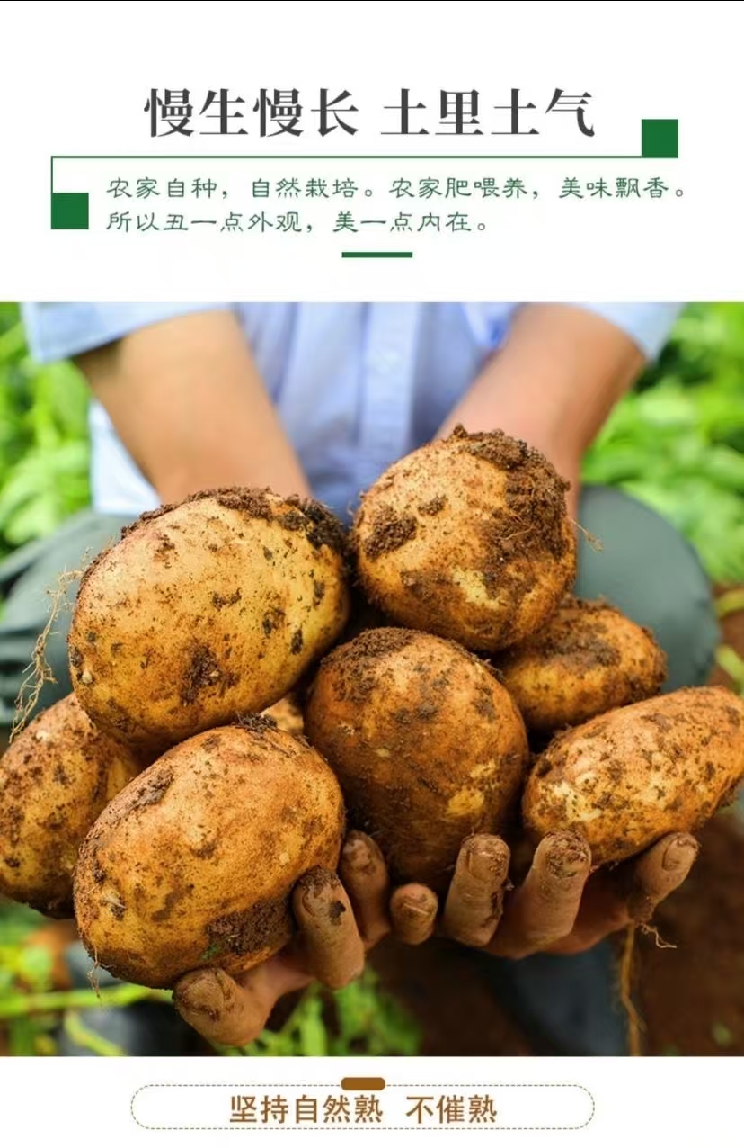 贵州洋芋（土豆）黄皮黄心