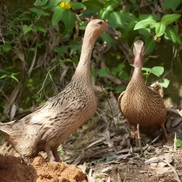 6到7两左右产蛋王金锭麻鸭6只装 高产绿壳蛋鸭 包邮包活 宠物鸭