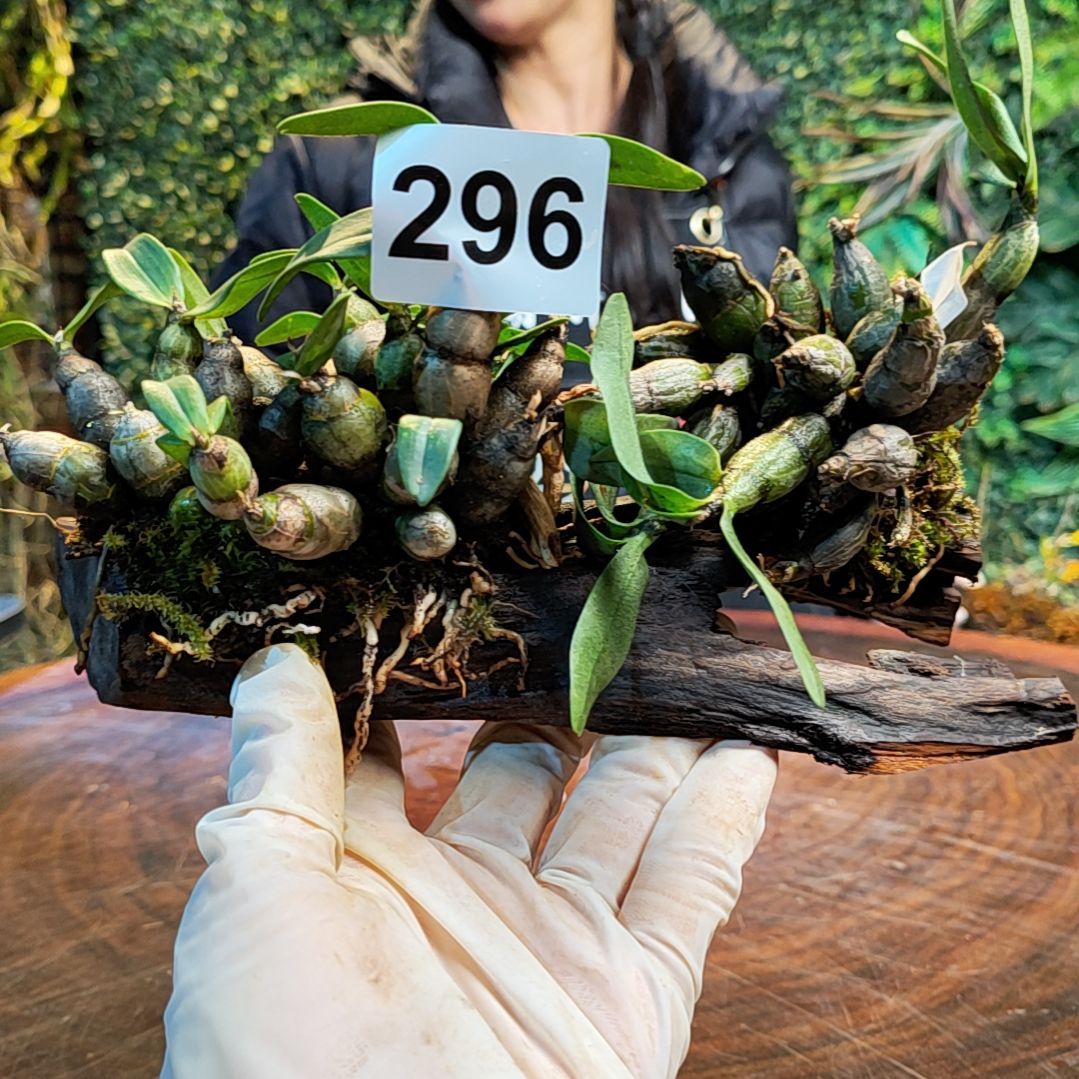 【闪购商品】296小美，喉红花卉