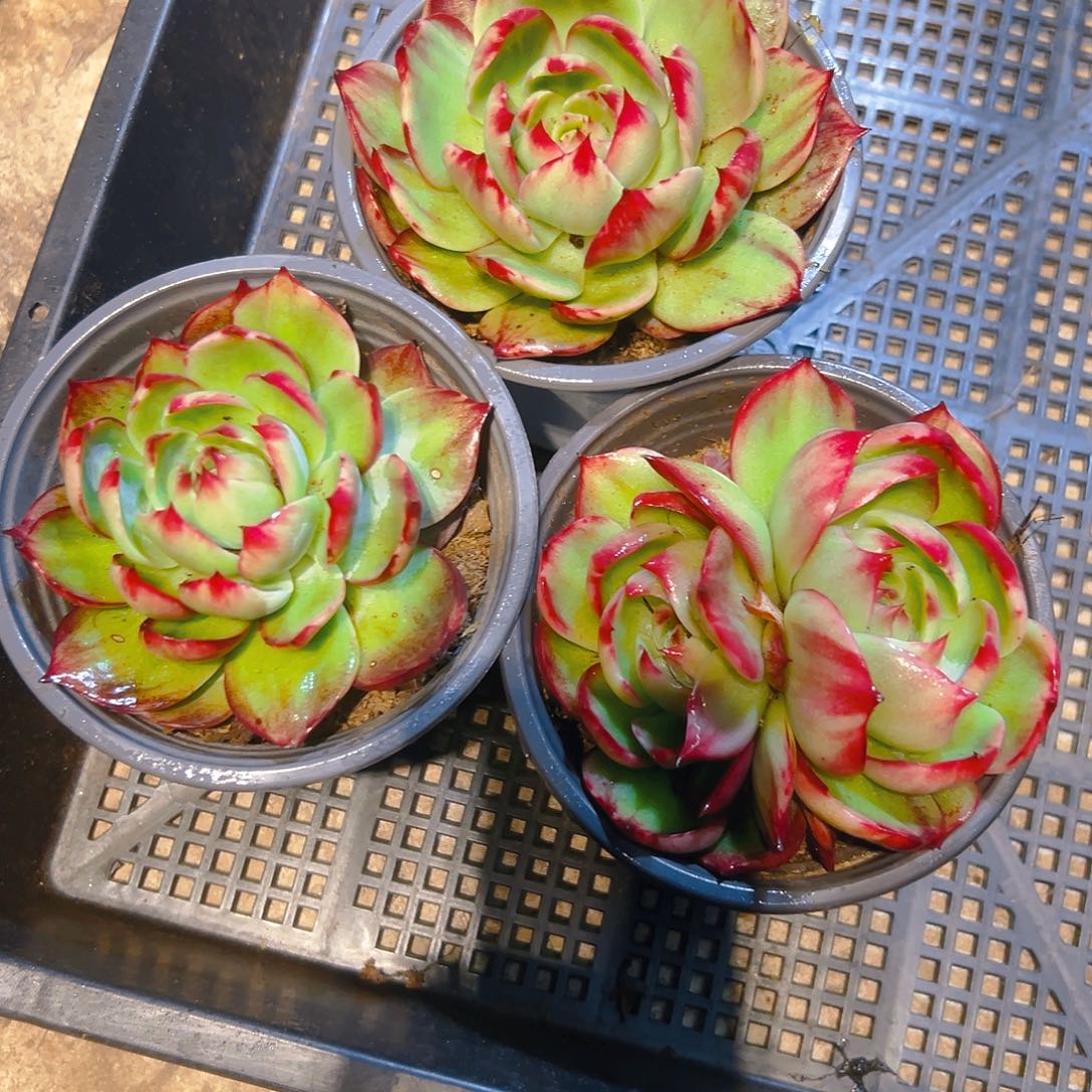 惊红多肉2445789000975543