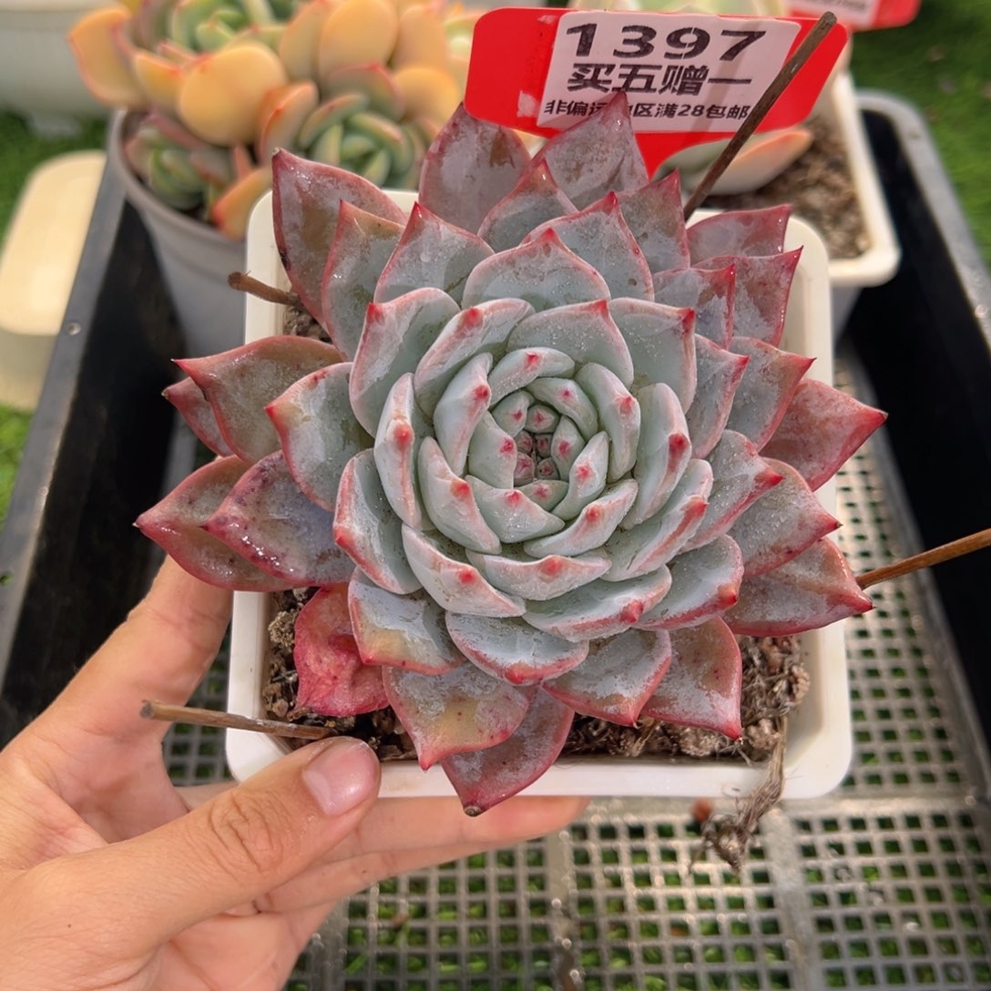 表妹精品多肉1397.