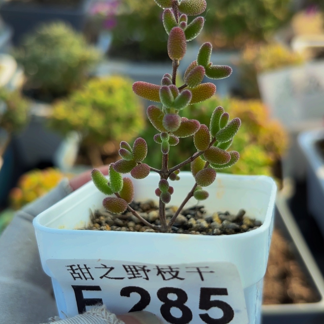 淘*蜜叶糖球285。   