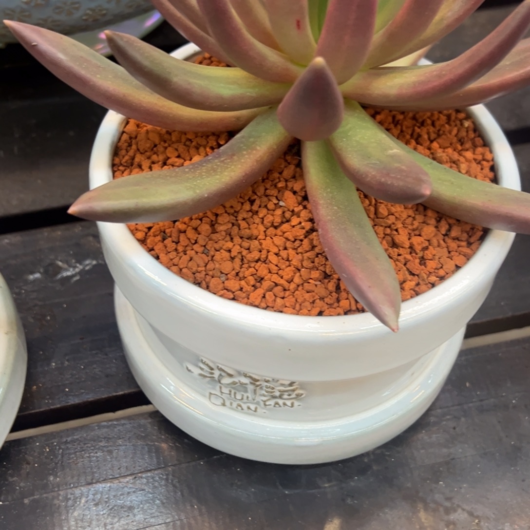 D***血斑朵唯菲一颗肉肉肉