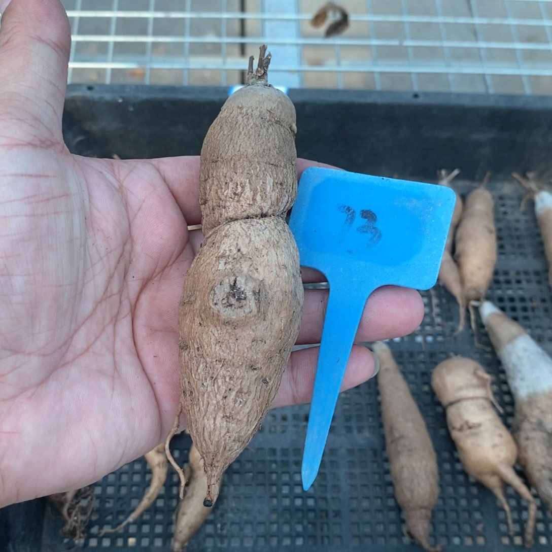 布鲁牵牛多肉植物