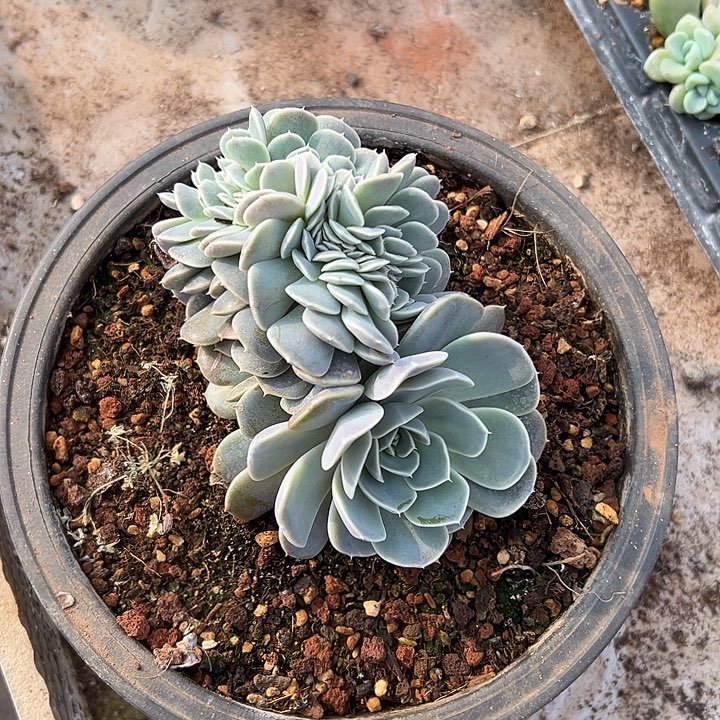 汉堡损失缀化多肉