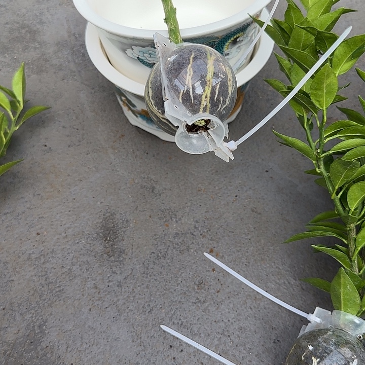 ****ღ直播间八房柑一物一拍